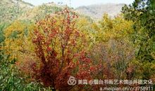 杨朔：香山红叶