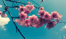 春天的优美语句