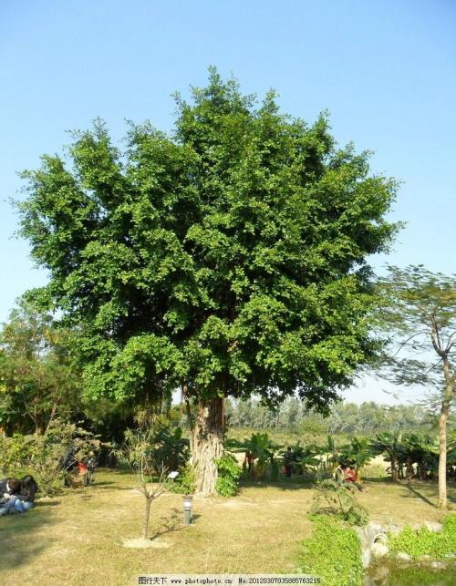 描述榕树的句子