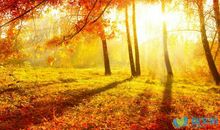 寻找秋天的脚步作文