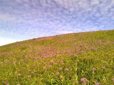 一个很好的句子和一段描述春天的领域