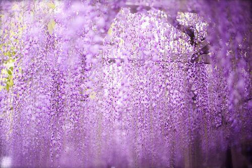 描述紫藤花的优美句子