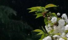 孔绍安：侍宴咏石榴