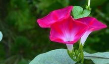 描写牵牛花优美的句子