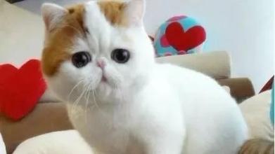 这是四个短篇小说，它们将使您终生难忘