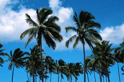 描述棕榈树的句子