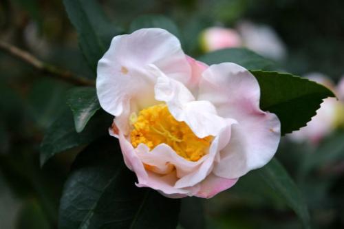 杨硕：山茶花Fu