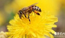 描写蜜蜂的句子