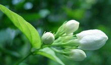 描写茉莉花的优美句子