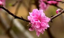 形容桃花盛开的句子