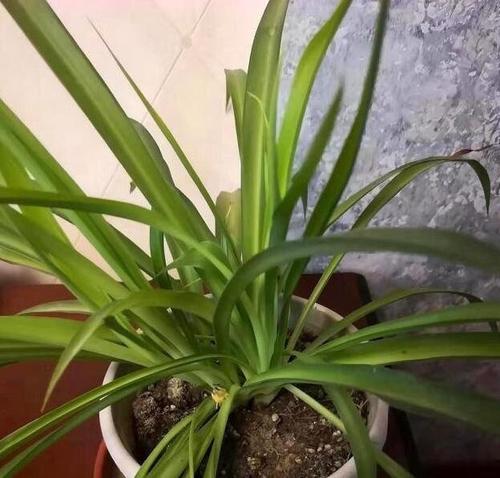 描述蜘蛛植物的好部分