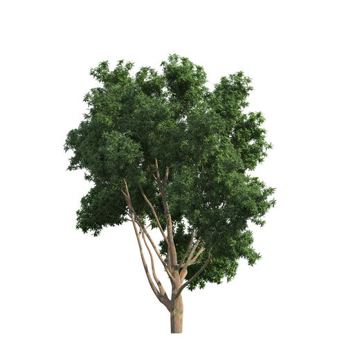 描述树木的句子集合