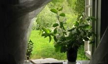 毕淑敏：翡翠菩提