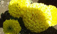 缅怀亲人的句子