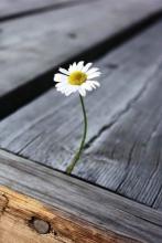 经典短语：一颗善良的心不需要华丽，但必须坚强