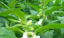 芝麻开花歇后语下一句