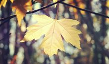 秋天萧瑟的句子