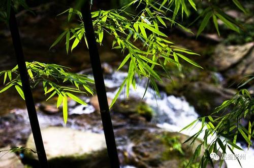 描述银杏树的片段