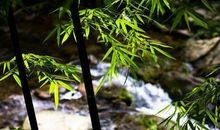 描写银杏树的片段