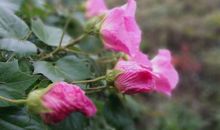 描写雨中景物的句子