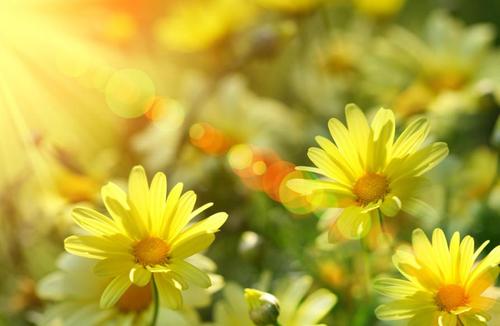 与花相关的快乐句子花朵使您感觉良好2