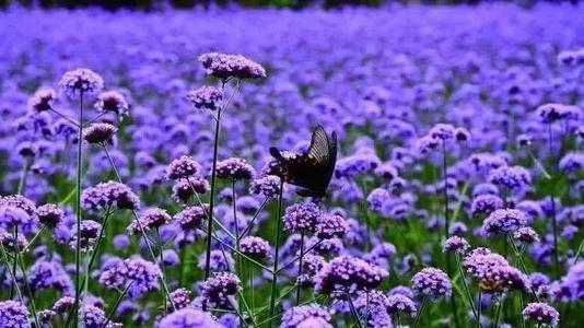 与花有关的快乐句子花朵使您感觉良好1