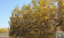 描写杨树的段落