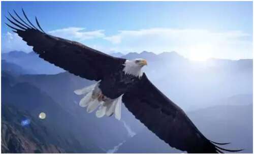 狼队，狐狸的智慧，鹰的心态