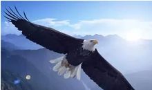 狼的团队，狐的智慧，鹰的心态