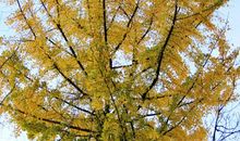 描写银杏叶的段落