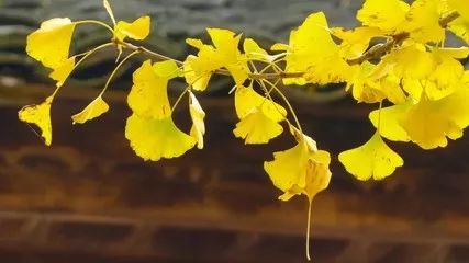 所谓幸福从未得到解答