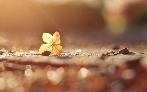 美丽而感性的句子