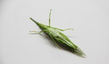 有关蚂蚱的歇后语