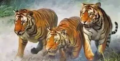 通往成功之路的三只老虎