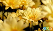 描写阳光的好句好段