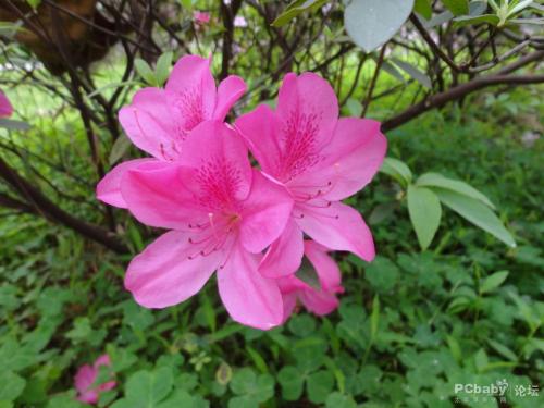 描述杜鹃花的一段