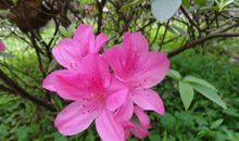 描写杜鹃花的段落