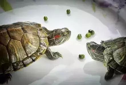 将鸡屎放在鼻子上