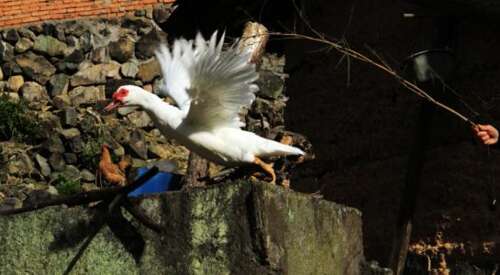 周作人：谈政策理论