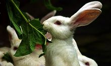 描写动物的一段话