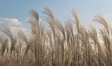 富二代比普通人更努力的时代里，你该如何突围？