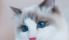 周作人：猫打架