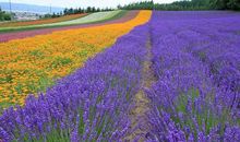 形容花海的句子