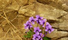 生命顽强的片段