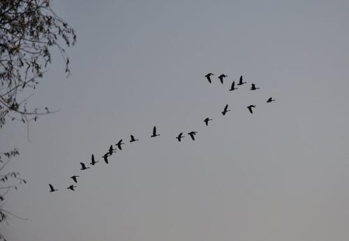 关于大雁的寓言