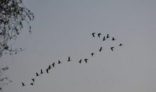 有关大雁的歇后语