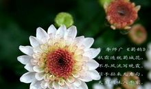 描写秋天菊花的诗句