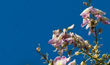 描写紫荆花的段落