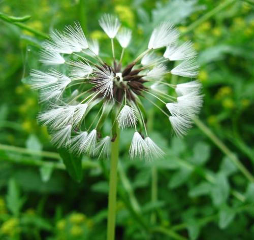 羽毛在句子中并不丰富