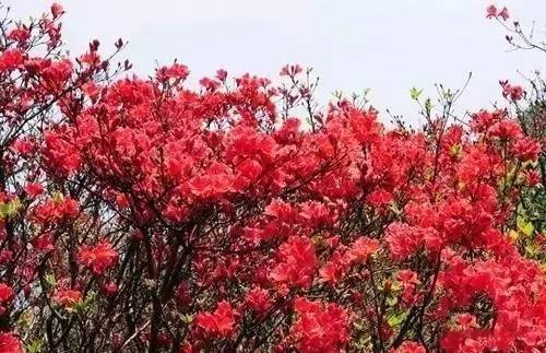 描述杜鹃花的句子